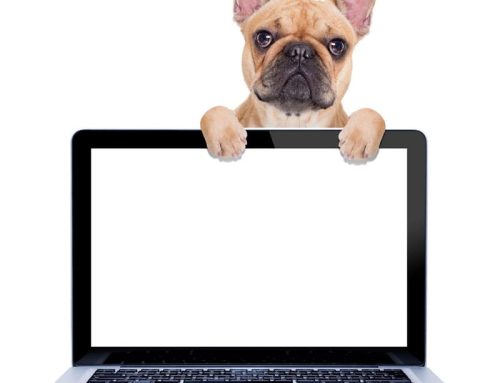 Hond meenemen naar het werk is een arbeidsvoorwaarde geworden